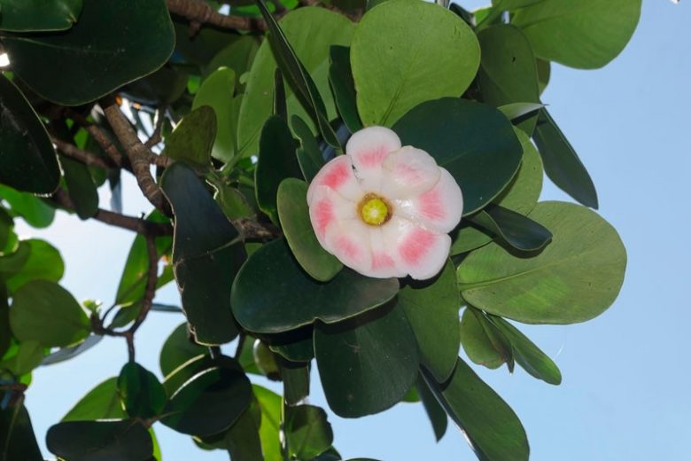 Clusia rosea, Scotch Attorney, Pitch-Apple, Autograph Tree, Florida Native Plant, Florida Native Tree, Evergreen Tree