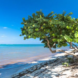 Coccoloba uvifera, Seagrape, Seaside-grape, Sea Grape, Polygonum uvifera, Florida Native Shrub, Florida Native Tree, Evergreen Shrub, Evergreen Tree