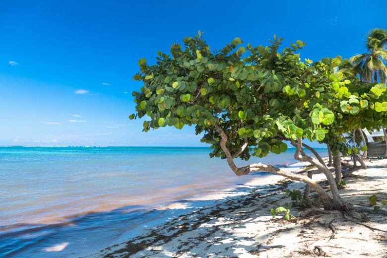 Coccoloba uvifera, Seagrape, Seaside-grape, Sea Grape, Polygonum uvifera, Florida Native Shrub, Florida Native Tree, Evergreen Shrub, Evergreen Tree