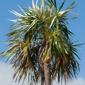 Coccothrinax argentata, Florida Silver Palm, Native Florida Tree, Native Florida Palm, Native Evergreen Tree