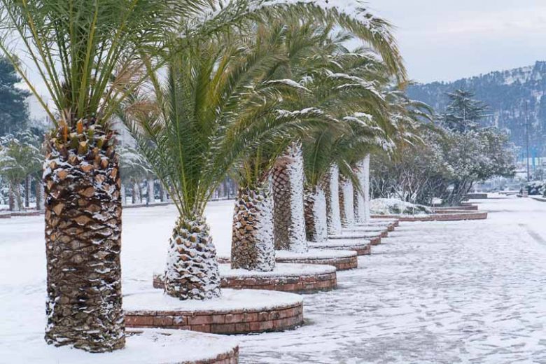Hardy Palms, Cold-Hardy Palms, Trachycarpus, Brahea, Chamaerops humilis, dwarf fan palm, Mexican blue palm, jelly palm, Chilean wine palm, Phoenix