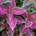 Coleus, Annual Plants, Coleus Plant, Coleus Flower, Shade Plant, Coleus scutellarioides, Plectranthus scutellarioides, Solenostemon scutellarioides