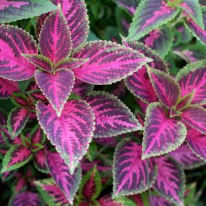 Coleus, Annual Plants, Coleus Plant, Coleus Flower, Shade Plant, Coleus scutellarioides, Plectranthus scutellarioides, Solenostemon scutellarioides