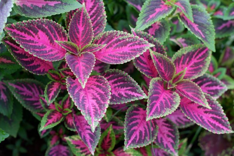 Coleus, Annual Plants, Coleus Plant, Coleus Flower, Shade Plant, Coleus scutellarioides, Plectranthus scutellarioides, Solenostemon scutellarioides