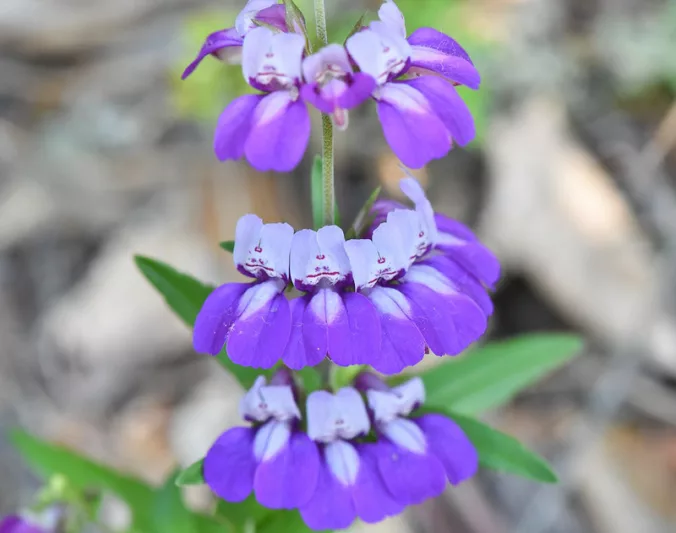 Collinsia heterophylla, Purple Chinese Houses, Harlequin Blue-eyed Mary, Chinese Houses, Bicolor Flowers, Purple Flowers