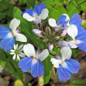 Collinsia verna, Blue Eyed Mary, Spring Blue Eyed Mary, Spring Blue-Eyed Mary