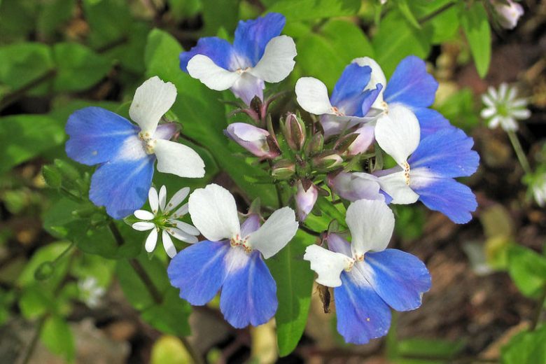 Collinsia verna, Blue Eyed Mary, Spring Blue Eyed Mary, Spring Blue-Eyed Mary