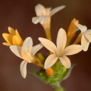 Collomia grandiflora, Large Flowered Collomia, Grand Collomia, Large-flower Mountain-Trumpet, Collomia