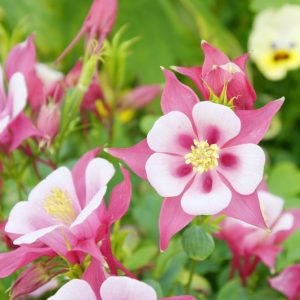 Columbine, Columbine Flower, Aquilegia, Aquilegia vulgaris, Aquilegia canadensis, Aquilegia chrysantha, Aquilegia caerulea, Aquilegia formosa