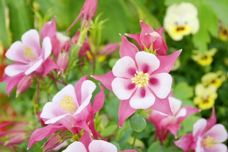 Columbine, Columbine Flower, Aquilegia, Aquilegia vulgaris, Aquilegia canadensis, Aquilegia chrysantha, Aquilegia caerulea, Aquilegia formosa