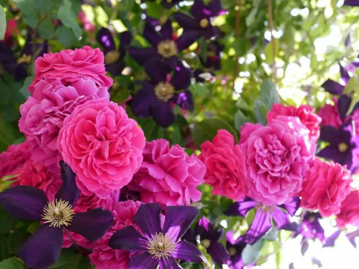 Combining Roses and Clematis, Mixing clematis and roses, Growing clematis and roses, Clematis and Roses Combinations, Best Climbing Roses, Best Clematis, Planting Roses and Clematis, Pruning Roses and Clematis
