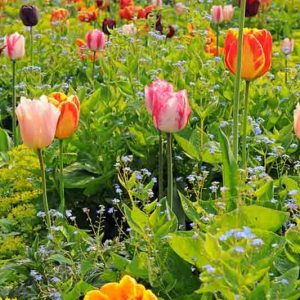 Spring Combination Ideas, Bulb Combinations, Plant Combinations, Flowerbeds Ideas, Spring Borders, tulips combinations, tulips with perennials, tulips with annuals, plant combinations with tulips