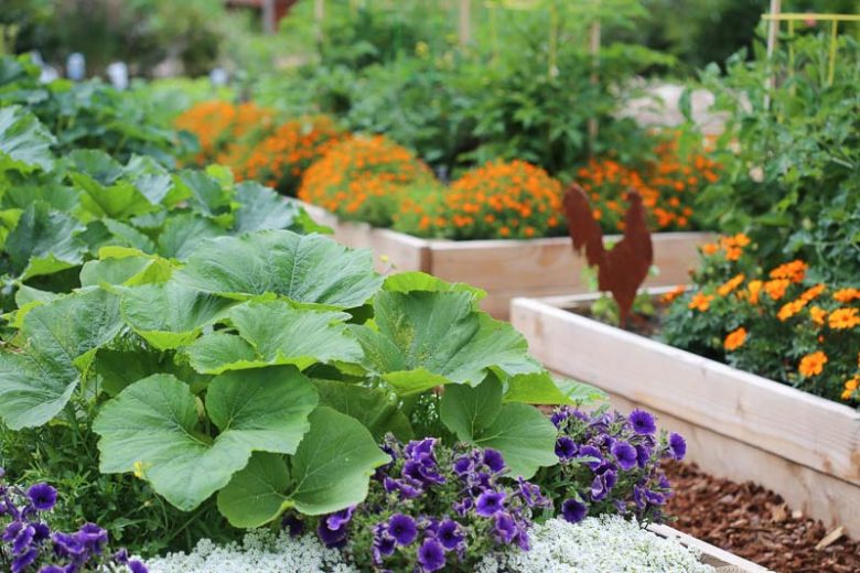 Companion Planting, Herb Garden, Companion Plants, Vegetable Garden, Annuals Repel Pest, Annuals Deter Pest