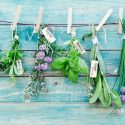 Companion Planting, Herb Garden, Companion Plants, Vegetable Garden, Herb Repel Pest, Herb Deter Pest