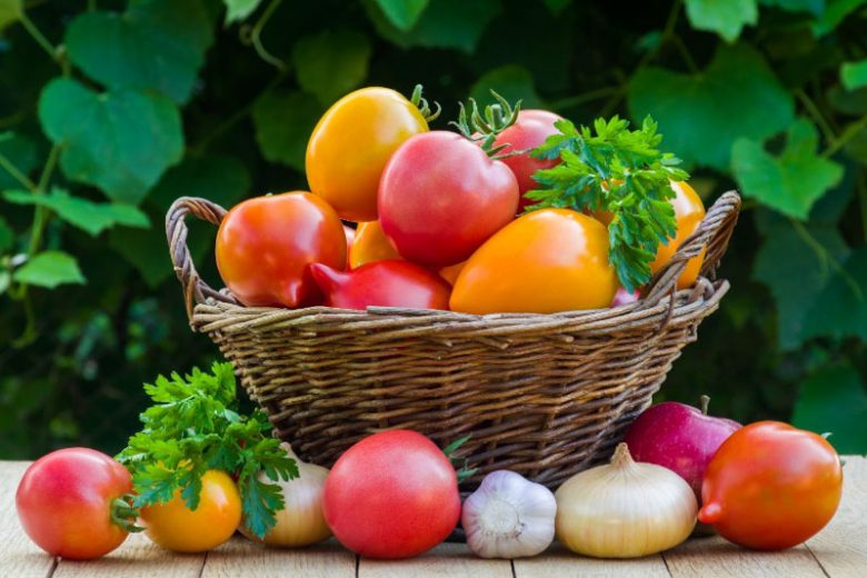 Tomatoes, Tomato, Companion Plant, Companion Planting, Solanum lycopersicum