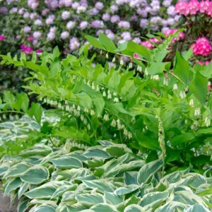 Hostas, Plantain Lilies, Hosta Companion Plants, Plantain Lilies Companion Plants