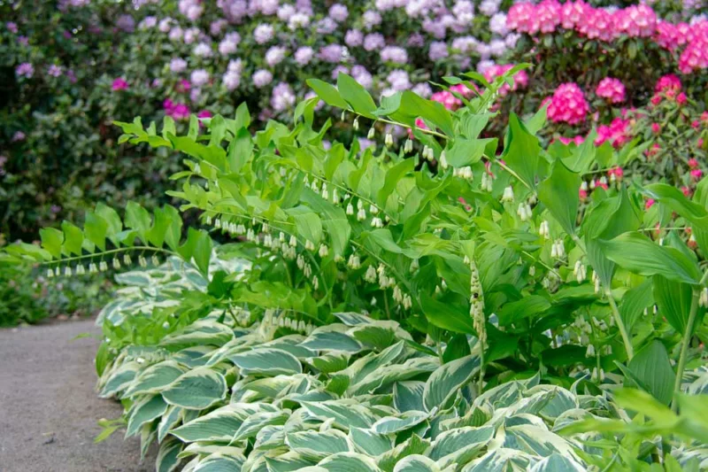 Hostas, Plantain Lilies, Hosta Companion Plants, Plantain Lilies Companion Plants
