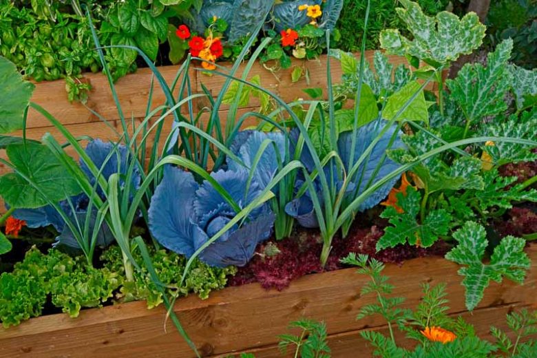 Companion Planting, Companion Plants, Best Companion Plants, Worst Companion Plants, Vegetable Gardens