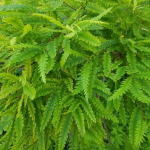 Comptonia peregrina, Sweet Fern, Sweetfern, Comptonia peregrina var. aspleniifolia, Myrica aspleniifolia, Myrica aspleniifolia var. tomentosa, Myrica peregrina