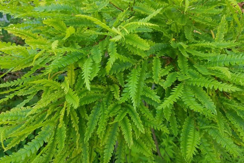 Comptonia peregrina, Sweet Fern, Sweetfern, Comptonia peregrina var. aspleniifolia, Myrica aspleniifolia, Myrica aspleniifolia var. tomentosa, Myrica peregrina