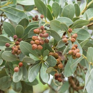 Conocarpus erectus, Button Mangrove, Buttonwood, Conocarpus erectus var. sericeus, Florida Native Shrub, Florida Native Tree, Evergreen Shrub, Evergreen Tree