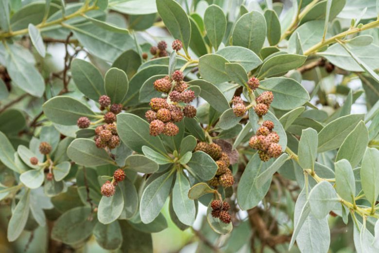 Conocarpus erectus, Button Mangrove, Buttonwood, Conocarpus erectus var. sericeus, Florida Native Shrub, Florida Native Tree, Evergreen Shrub, Evergreen Tree