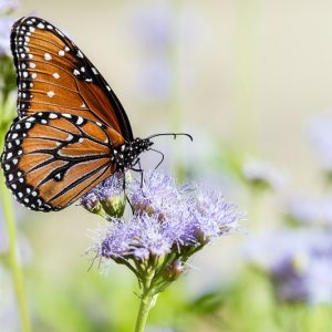 Conoclinium greggii, Gregg's Mistflower, Palmleaf Thoroughwort, Palm-leaf Mistflower, Palm-leaf Thoroughwort, Purple Palmleaf Mistflower, Purple Palmleaf Eupatorium, Conoclinium dissectum, Eupatorium greggii