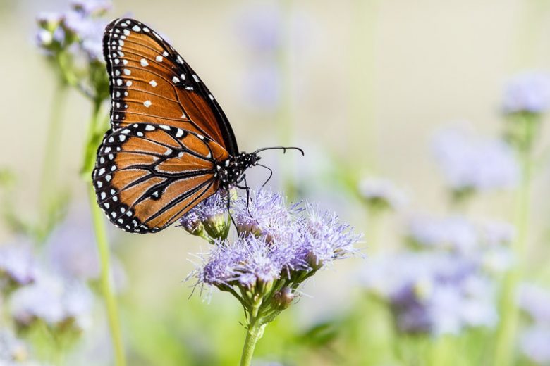 Conoclinium greggii, Gregg's Mistflower, Palmleaf Thoroughwort, Palm-leaf Mistflower, Palm-leaf Thoroughwort, Purple Palmleaf Mistflower, Purple Palmleaf Eupatorium, Conoclinium dissectum, Eupatorium greggii