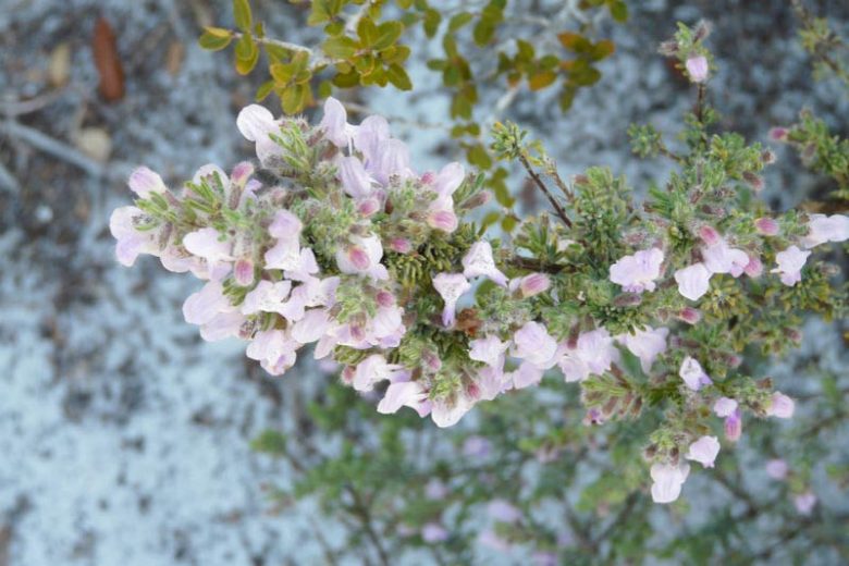Conradina canescens, False Rosemary, Wild Rosemary, Conradina, Evergreen shrub, Native Florida Shrub, Mediterranean Plant, Perennial Shrub