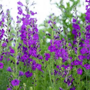 Consolida ajacis, Giant Larkspur, Larkspur, Consolida ambigua, Delphinium ajacis, Delphinium ambiguum, Blue flowers, Pink flowers, White flowers