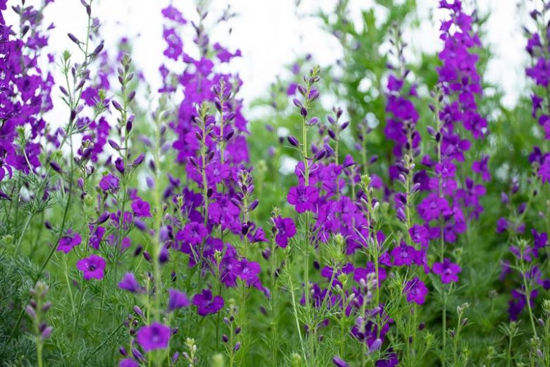 Consolida ajacis, Giant Larkspur, Larkspur, Consolida ambigua, Delphinium ajacis, Delphinium ambiguum, Blue flowers, Pink flowers, White flowers