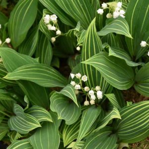 Convallaria Majalis 'Albostriata', Lily of the Valley 'Albostriata', Convallaria majalis 'Albolineata', Convallaria majalis 'Striata', Convallaria majalis 'Variegata'