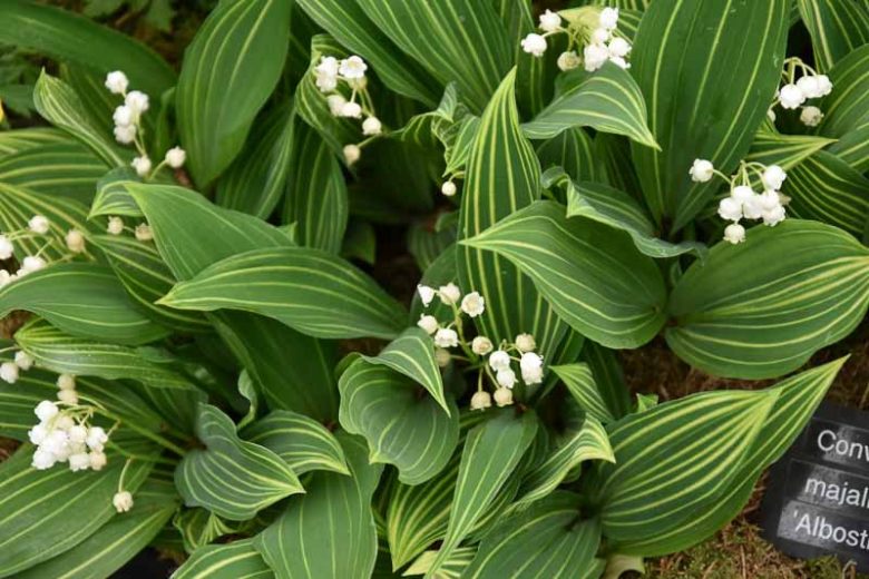 Convallaria Majalis 'Albostriata', Lily of the Valley 'Albostriata', Convallaria majalis 'Albolineata', Convallaria majalis 'Striata', Convallaria majalis 'Variegata'
