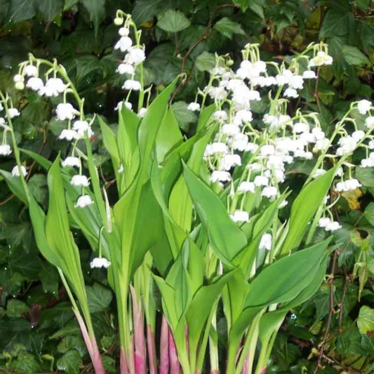 Convallaria Majalis 'Bordeaux', Lily of the Valley 'Bordeaux', Conval Lily 'Bordeaux', Word Lily 'Bordeaux', Mayflower 'Bordeaux', Mugget 'Bordeaux',May Bells 'Bordeaux', May Lily 'Bordeaux'