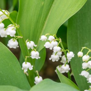 Lily of the Valley, Conval Lily, May Bells, May Lily, Our Lady's Tears, Lady's Tears, Convallaria Majalis,