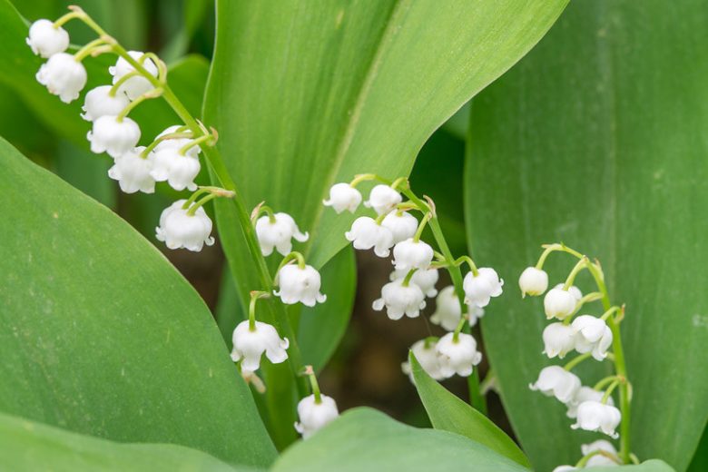 Lily of the Valley, Conval Lily, May Bells, May Lily, Our Lady's Tears, Lady's Tears, Convallaria Majalis,