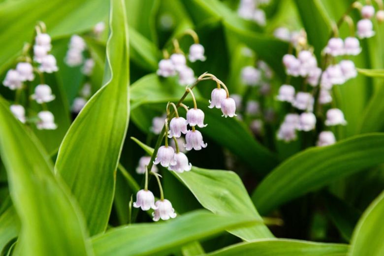 Convallaria Majalis var. rosea, Lily of the Valley, Conval Lily, Word Lily, Mayflower, Mugget, Liriconfancy, May Bells, May Lily, Our Lady's Tears, Lady's Tears