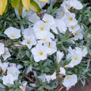 Convolvulus Cneorum, Shrubby Bindweed, Silvery Bindweed, Silverbush, Bush Morning Glory, Mediterranean Plants, Drought Tolerant plant, Evergreen Shrub, White Flowers