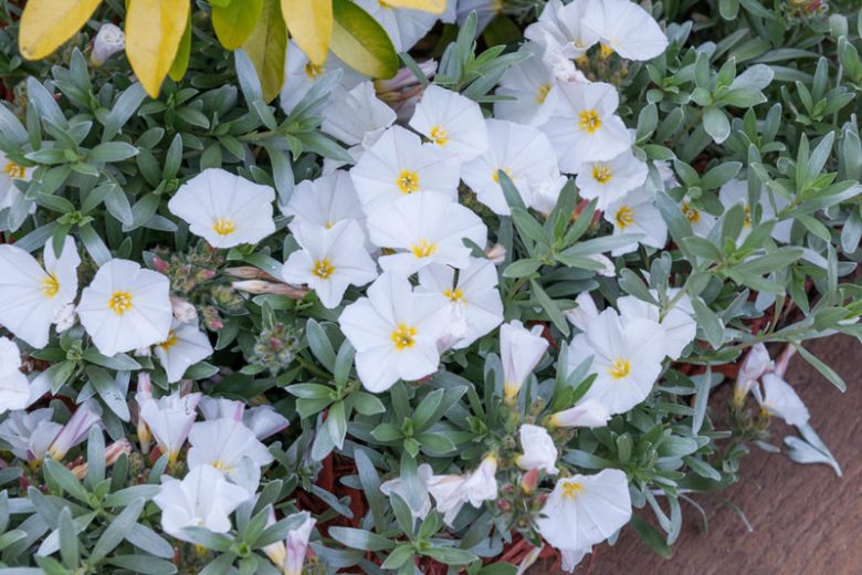 Convolvulus Cneorum, Shrubby Bindweed, Silvery Bindweed, Silverbush, Bush Morning Glory, Mediterranean Plants, Drought Tolerant plant, Evergreen Shrub, White Flowers