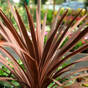 Cordyline australis 'Red Sensation',Cabbage Palm 'Red Sensation', Cabbage Tree 'Red Sensation', New Zealand Cabbage Palm 'Red Sensation', New Zealand Dragon Plant 'Red Sensation', Palm Lily 'Red Sensation', Red Grass Palm, Red Cordyline