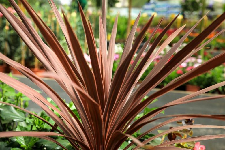 Cordyline australis 'Red Sensation',Cabbage Palm 'Red Sensation', Cabbage Tree 'Red Sensation', New Zealand Cabbage Palm 'Red Sensation', New Zealand Dragon Plant 'Red Sensation', Palm Lily 'Red Sensation', Red Grass Palm, Red Cordyline