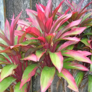 Cordyline fruticosa,Cabbage Tree, Ti, Tiplant, Ti Plant, Ki, Hawaiian Good Luck Plant, Convallaria fruticosa, Cordyline terminalis, Dracaena terminalis