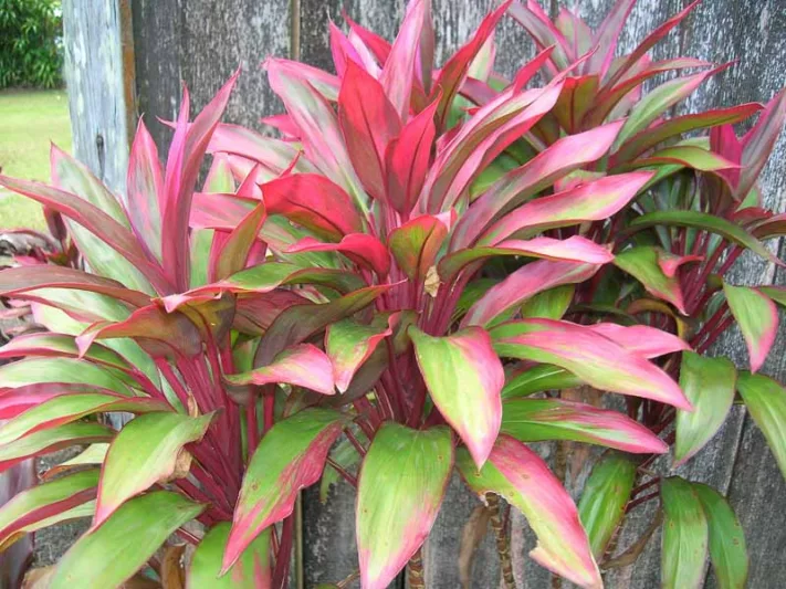 Cordyline fruticosa,Cabbage Tree, Ti, Tiplant, Ti Plant, Ki, Hawaiian Good Luck Plant, Convallaria fruticosa, Cordyline terminalis, Dracaena terminalis