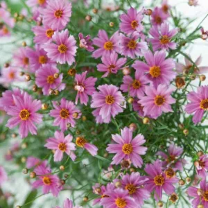 Coreopsis 'Limerock Passion',Tickseed Limerock Passion, Limerock Passion Tickseed, Drought tolerant plants, Purple flowers, Lavender flowers