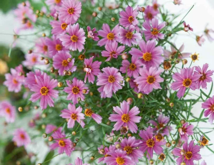 Coreopsis 'Limerock Passion',Tickseed Limerock Passion, Limerock Passion Tickseed, Drought tolerant plants, Purple flowers, Lavender flowers