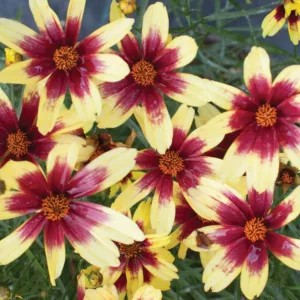 Coreopsis Red Chiffon, Tickseed Red Chiffon, Drought tolerant plants, dry soil plants, heat tolerant plants, humidity tolerant plants, Pink flowers, Pink coreopsis