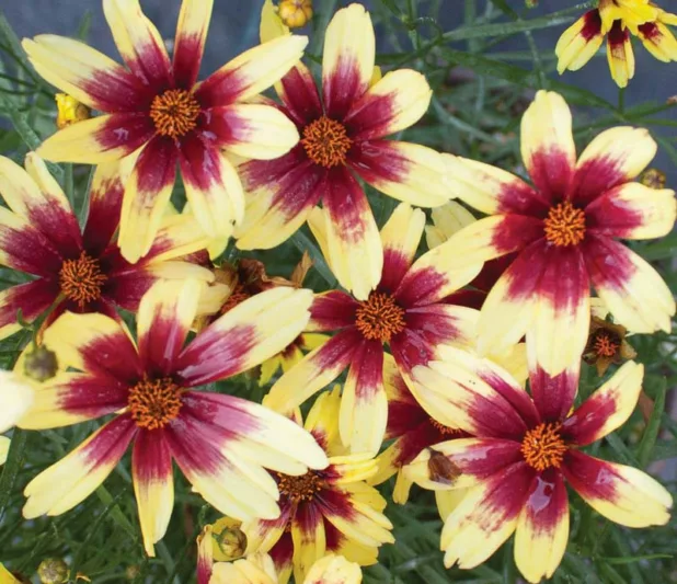 Coreopsis Red Chiffon, Tickseed Red Chiffon, Drought tolerant plants, dry soil plants, heat tolerant plants, humidity tolerant plants, Pink flowers, Pink coreopsis