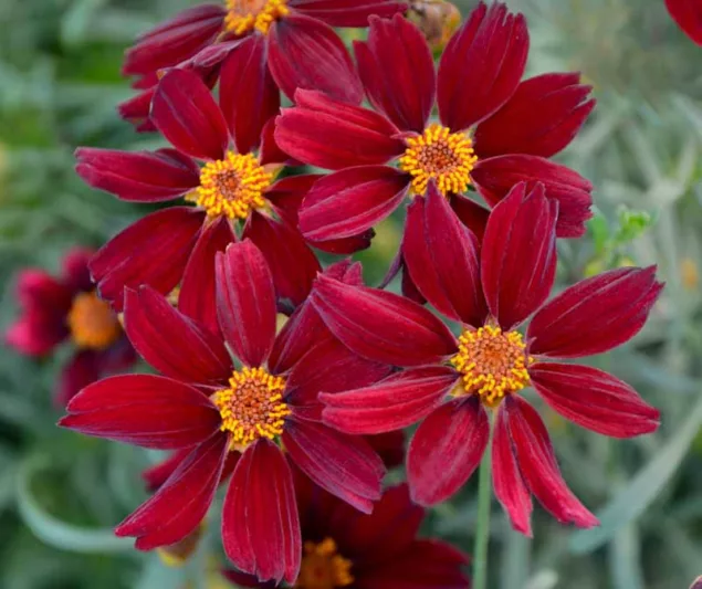Coreopsis 'Red Satin',Tickseed Red Satin, Drought tolerant plants, red flowers