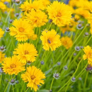 Coreopsis grandiflora 'Sunray', Tickseed 'Sunray', Sunray Tickseed, Drought tolerant plants, dry soil plants, heat tolerant plants, humidity tolerant plants, yellow flowers