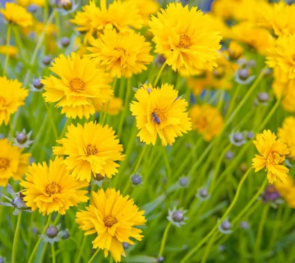 Coreopsis grandiflora 'Sunray', Tickseed 'Sunray', Sunray Tickseed, Drought tolerant plants, dry soil plants, heat tolerant plants, humidity tolerant plants, yellow flowers